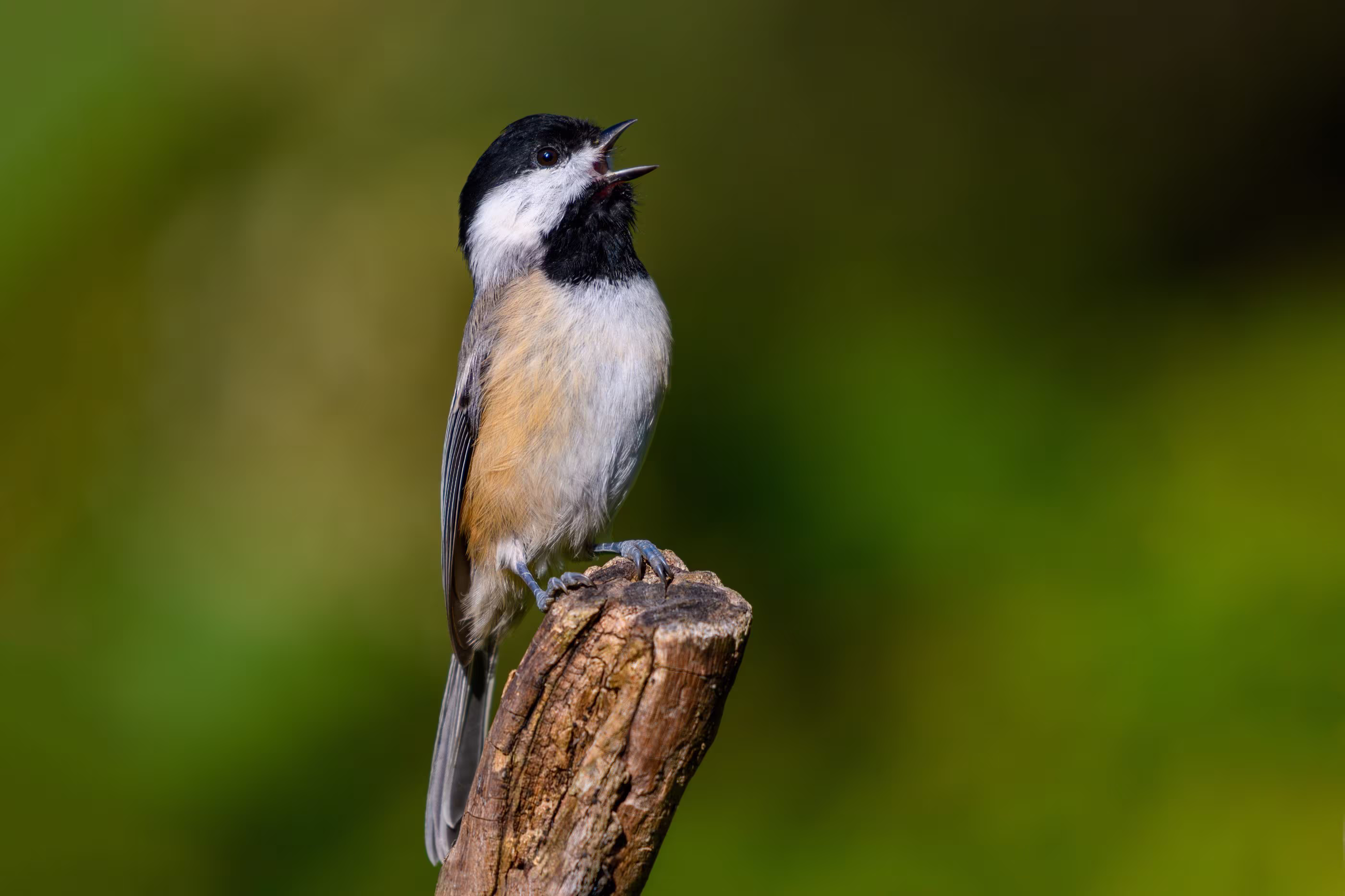 Small bird singing on a branch