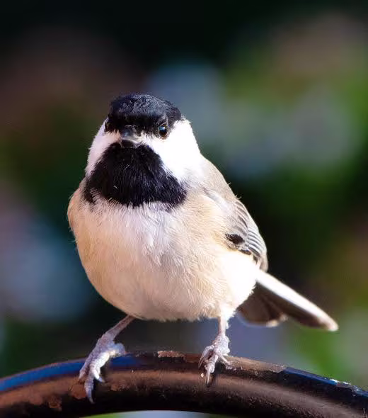 A chickadee